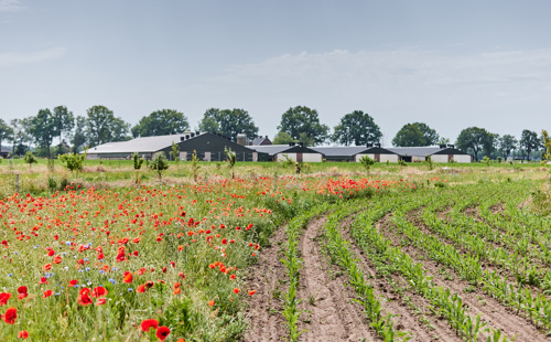 This slide displays landbouwgrond met bloemenrand foto door Joniisraeli.
