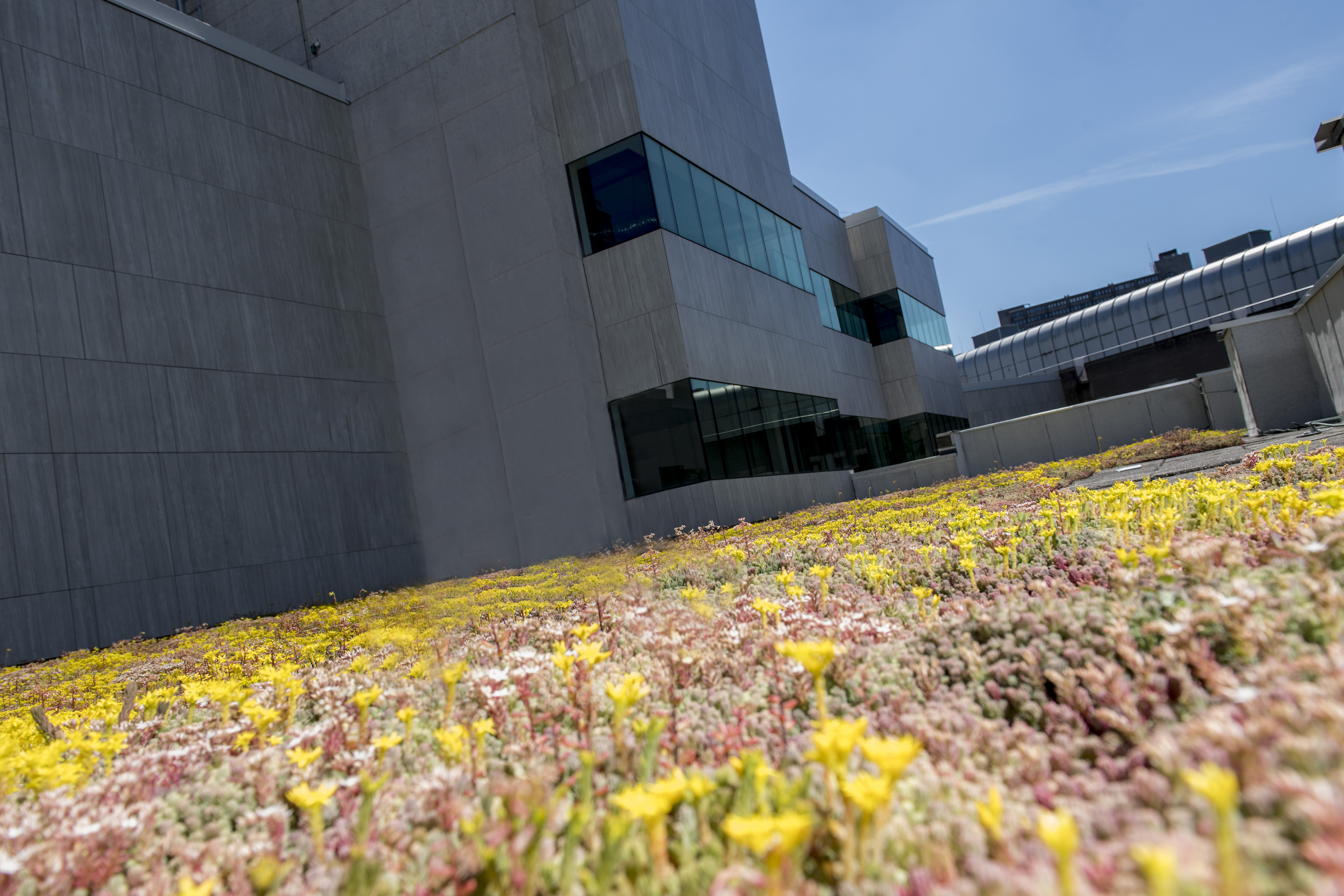 Dak Kantoor Daalsesingel